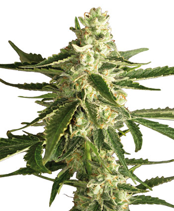 WHITE DIESEL HAZE AUTO - 5 UNIDADES FEMINIZADAS - WHITE LABEL - SEMILLAS