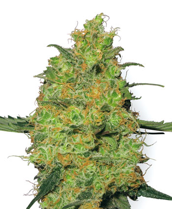 MASTER KUSH - 5 UNIDADES FEMINIZADAS - WHITE LABEL - SEMILLAS