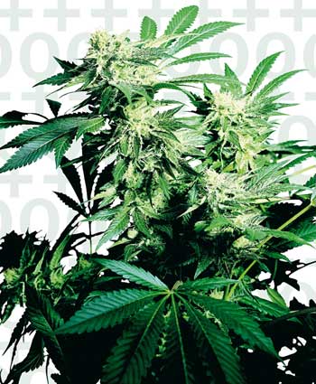 SKUNK KUSH - 10 UNIDADES FEMINIZADAS - SENSI SEEDS - SEMILLAS