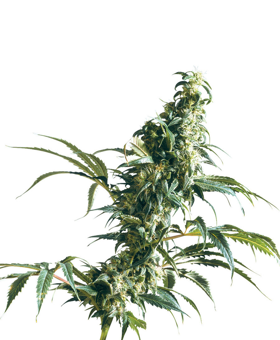 MEXICAN SATIVA - 10 UNIDADES FEMINIZADAS - SENSI SEEDS - SEMILLAS