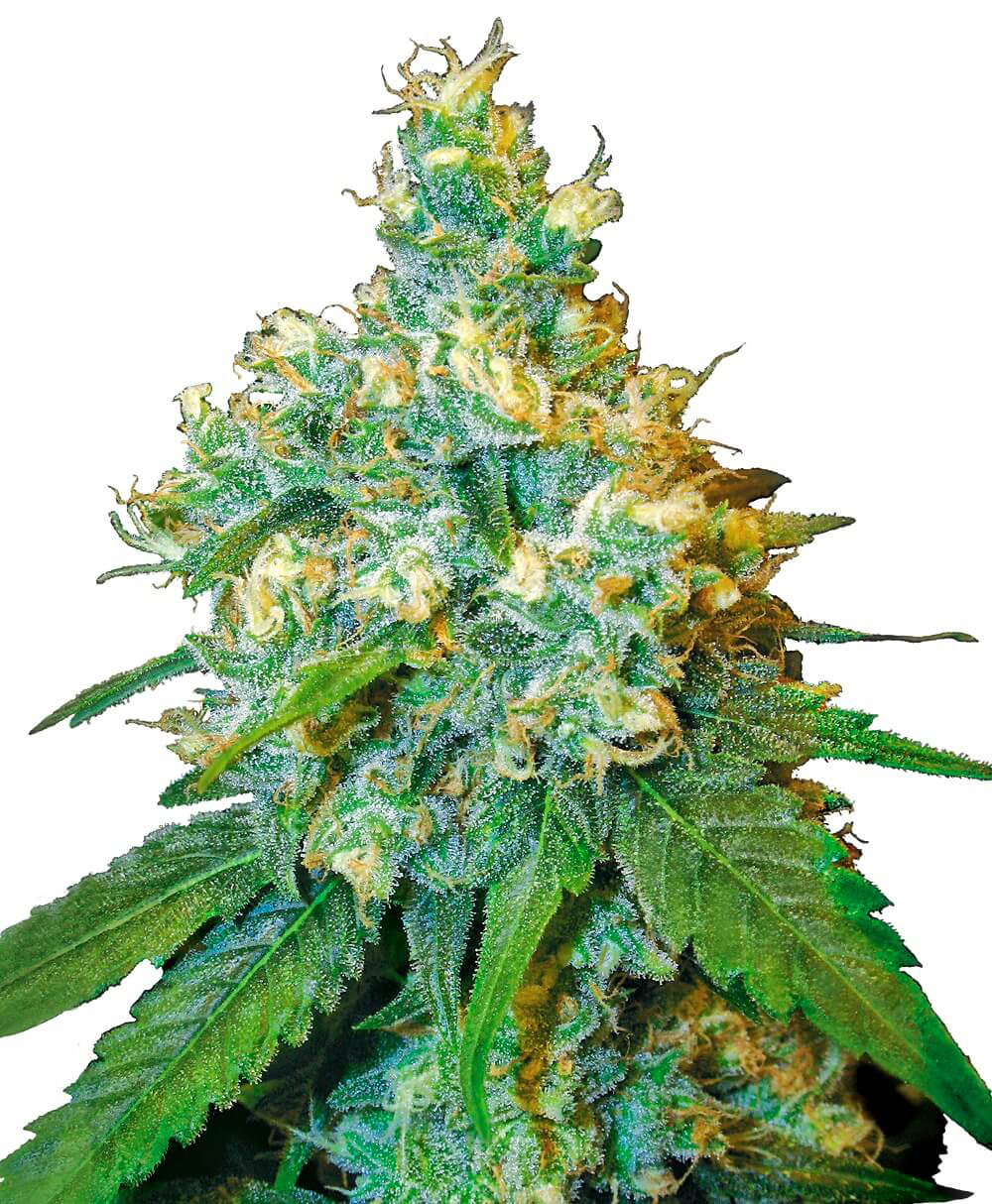 JACK HERER - 10 UNIDADES FEMINIZADAS - SENSI SEEDS - SEMILLAS