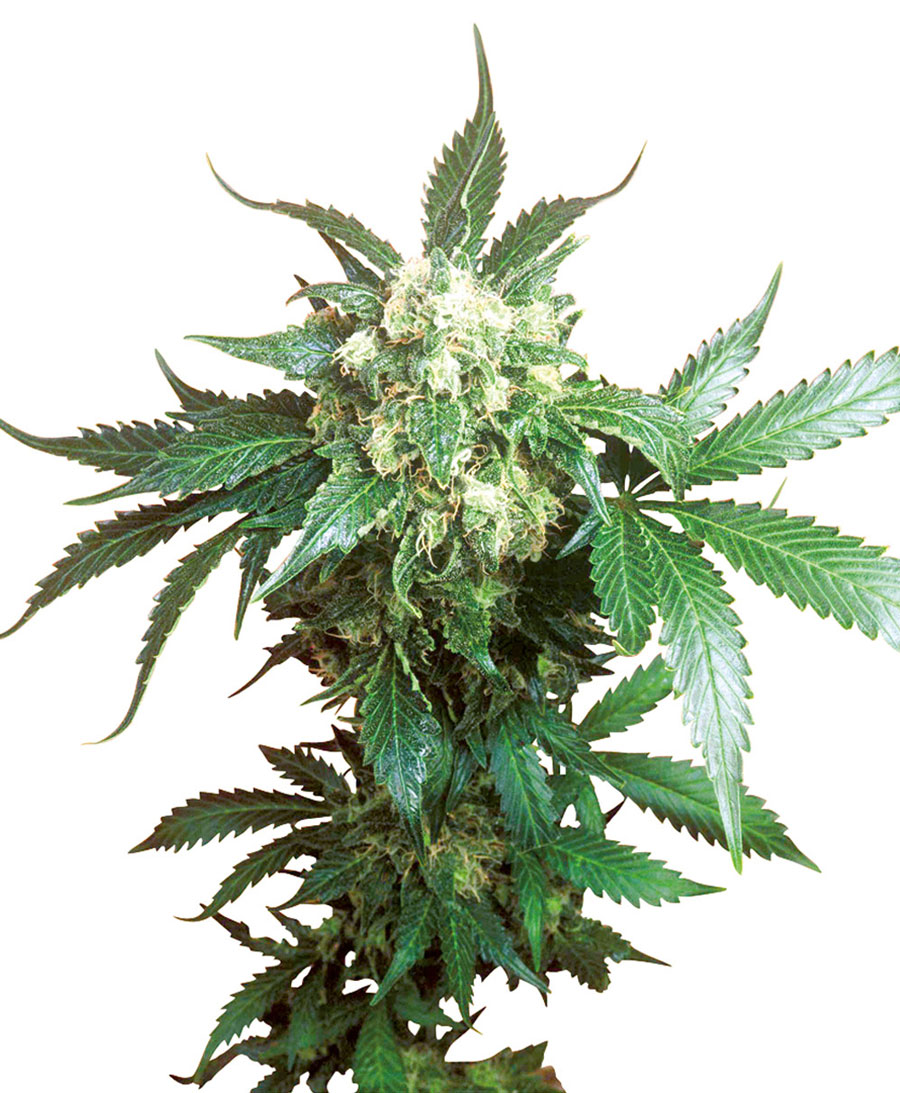 BLACK DOMINA - 10 UNIDADES FEMINIZADAS - SENSI SEEDS - SEMILLAS