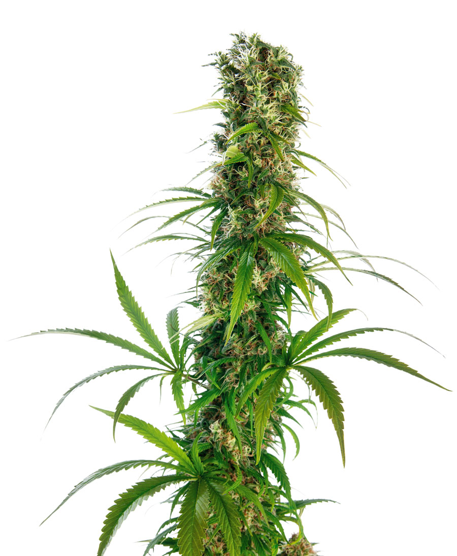 MICHKA - 10 UNIDADES FEMINIZADAS - SENSI SEEDS - SEMILLAS