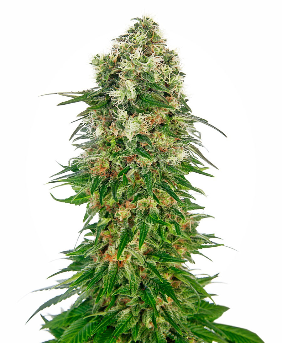 SHIVA SKUNK AUTO - 10 UNIDADES FEMINIZADAS - SENSI SEEDS - SEMILLAS