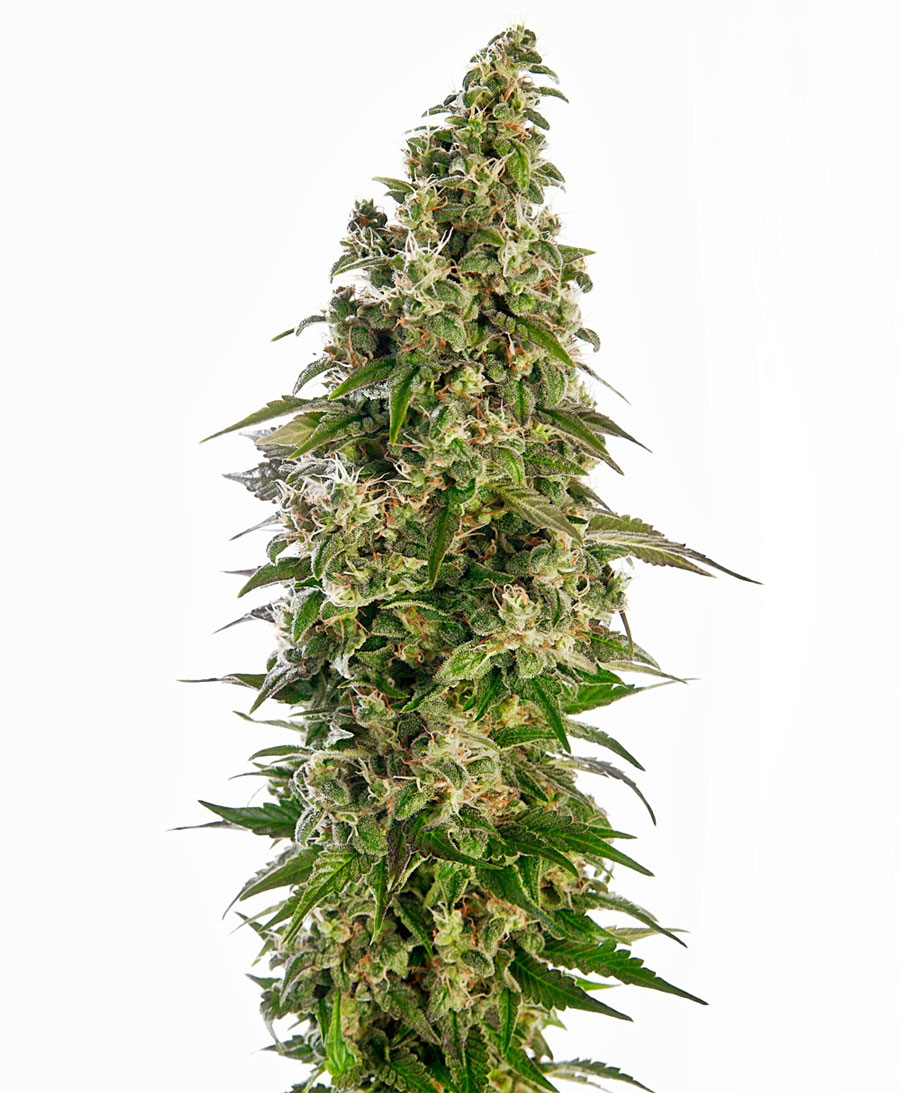 AFGHANI #1 AUTO - 10 UNIDADES FEMINIZADAS - SENSI SEEDS - SEMILLAS