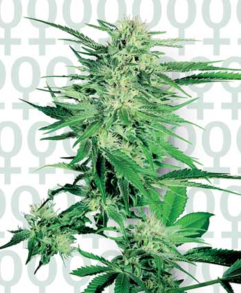 BIG BUD - 3 UNIDADES FEMINIZADAS - SENSI SEEDS - SEMILLAS