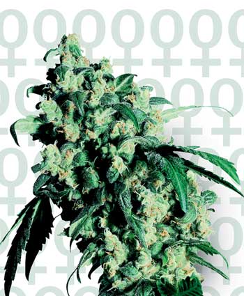 SUPER SKUNK - 3 UNIDADES FEMINIZADAS - SENSI SEEDS - SEMILLAS