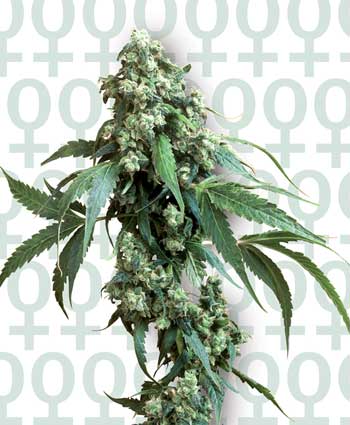JACK FLASH # 5 - 3 UNIDADES FEMINIZADAS - SENSI SEEDS - SEMILLAS