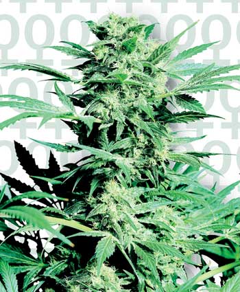 SHIVA SKUNK - 3 UNIDADES FEMINIZADAS - SENSI SEEDS - SEMILLAS
