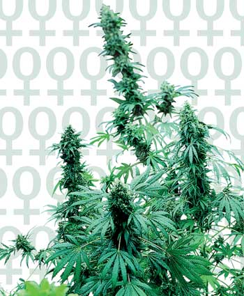 EARLY SKUNK - 3 UNIDADES FEMINIZADAS - SENSI SEEDS - SEMILLAS