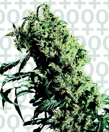 NORTHERN LIGHTS # 5 X HAZE - 3 UNIDADES FEMINIZADAS - SENSI SEEDS - SEMILLAS