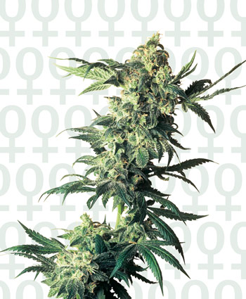 NORTHERN LIGHTS - 3 UNIDADES FEMINIZADAS - SENSI SEEDS - SEMILLAS