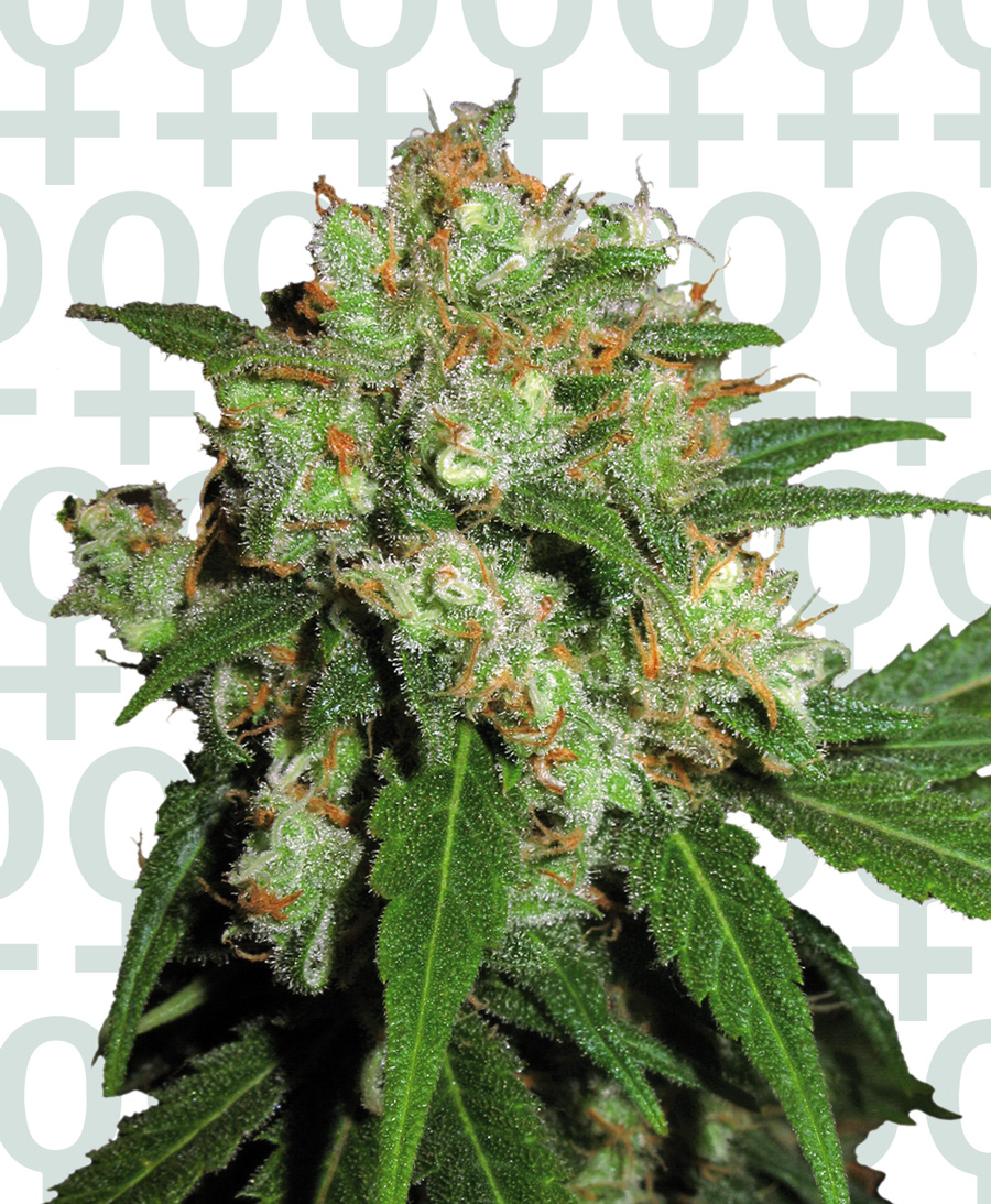 SENSI SKUNK - 3 UNIDADES FEMINIZADAS - SENSI SEEDS - SEMILLAS