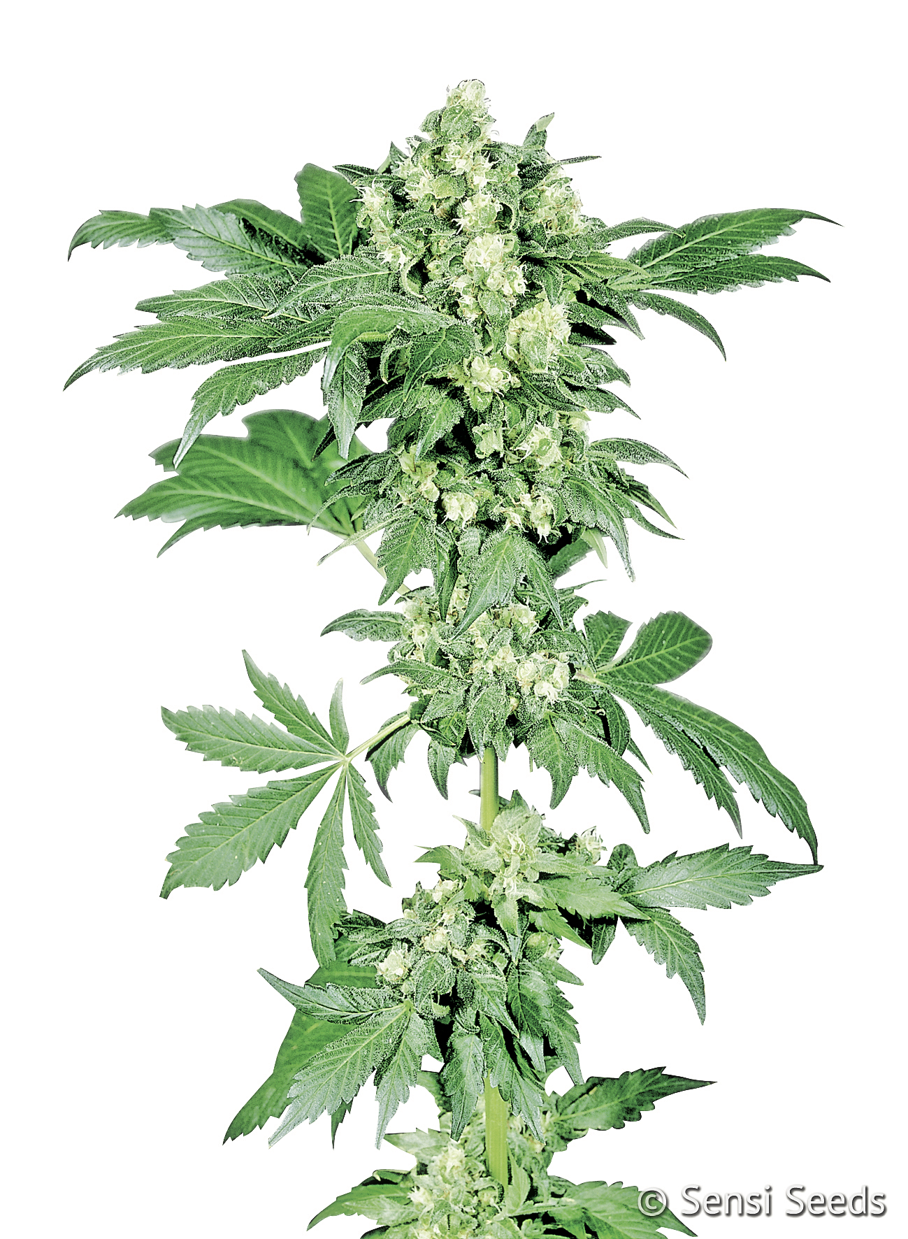 AFGHANI # 1 - 3 UNIDADES FEMINIZADAS - SENSI SEEDS - SEMILLAS