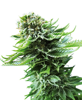 NORTHERN LIGHTS AUTOMATIC - 3 UNIDADES FEMINIZADAS - SENSI SEEDS - SEMILLAS