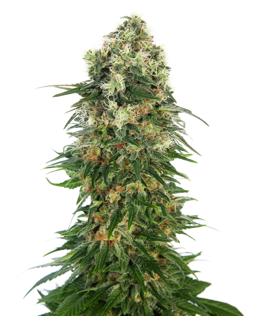 SHIVA SKUNK AUTO - 3 UNIDADES FEMINIZADAS - SENSI SEEDS - SEMILLAS