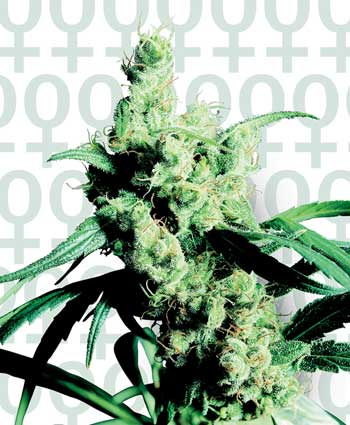 SILVER HAZE # 9 - 5 UNIDADES FEMINIZADAS - SENSI SEEDS - SEMILLAS