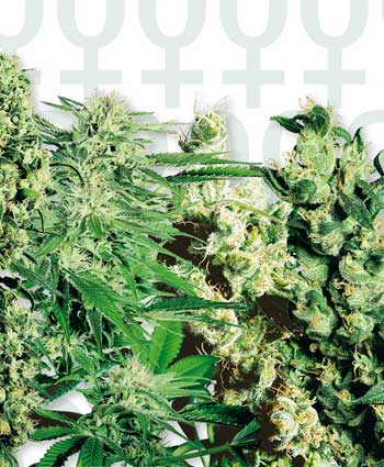 FEMINIZED MIX - 10 UNIDADES FEMINIZADAS - SENSI SEEDS - SEMILLAS