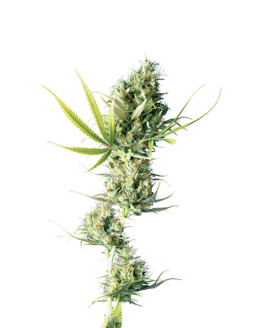 DURBAN - 5 UNIDADES FEMINIZADAS - SENSI SEEDS - SEMILLAS