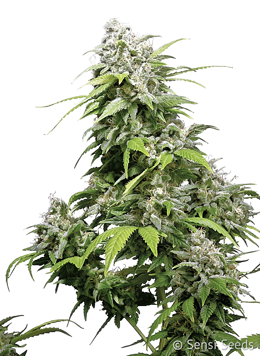 CALIFORNIA INDICA - 5 UNIDADES FEMINIZADAS - SENSI SEEDS - SEMILLAS