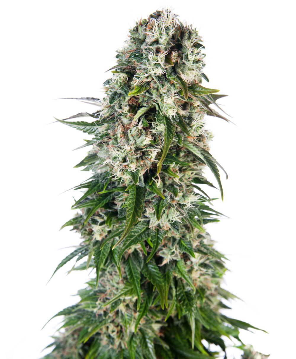 BIG BUD AUTO - 5 UNIDADES FEMINIZADAS - SENSI SEEDS - SEMILLAS