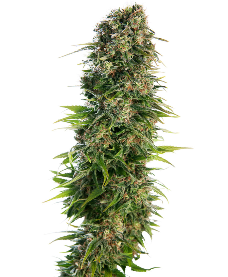 HINDU KUSH AUTOMATIC - 5 UNIDADES FEMINIZADAS - SENSI SEEDS - SEMILLAS