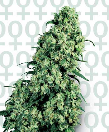 SKUNK # 1 - 25 UNIDADES FEMINIZADAS - SENSI SEEDS - SEMILLAS