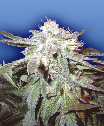 POT OF GOLD - 10 UNIDADES REGULARES - THE FLYING DUTCHMEN - SEMILLAS