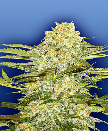 10 UN. REG. ARTIC SUN - - THE FLYING DUTCHMEN - SEMILLAS