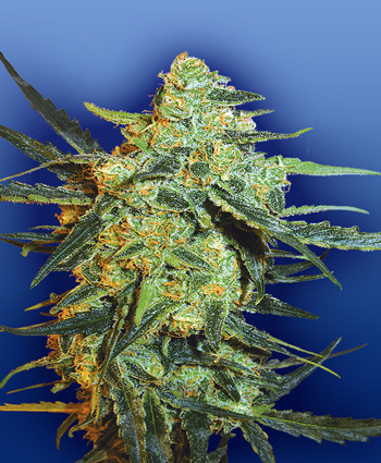 BLUEBERRY SKUNK - 5 UNIDADES FEMINIZADAS - THE FLYING DUTCHMEN - SEMILLAS