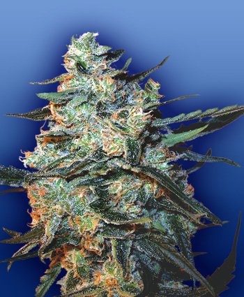 FEMINIZED MIX - 5 UNIDADES FEMINIZADAS - THE FLYING DUTCHMEN - SEMILLAS