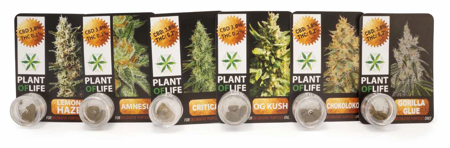 CBD SOLID CRITICAL 3.8% PLANT OF LIFE 1GR - - PARAFARMACIA Y COSMETICA - PARAFERNALIA
