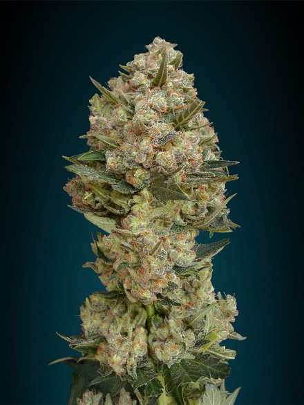 3 UND FEM - CRITICAL - PAQUETE DE 3 UNIDADES FEMINIZADA - ADVANCED SEEDS - SEMILLAS