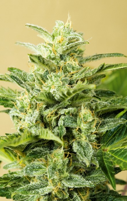 3 UND FEM - LOW GIRL (AUTOFLORECIENTES) - PAQUETE DE 3 UNIDADES FEMINIZADA - ADVANCED SEEDS - SEMILLAS