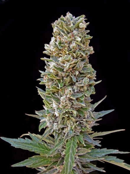 3 UND FEM - AUTOMATIK MIX (AUTOFLORECIENTES) - PAQUETE DE 3 UNIDADES FEMINIZADA - ADVANCED SEEDS - SEMILLAS