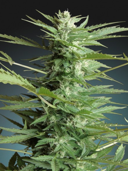 3 UND FEM-SWEET DWARF (AUTOFLORECIENTES) - PAQUETE DE 3 UNIDADES FEMINIZADA - ADVANCED SEEDS - SEMILLAS