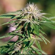 NIGHT SHADE - PAQUETE DE 5 UNIDADES FEMINIZADA - BARNEY'S FARM - SEMILLAS