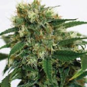 PHATT FRUITY - PAQUETE DE 10 UNIDADES FEMINIZADA - BARNEY'S FARM - SEMILLAS