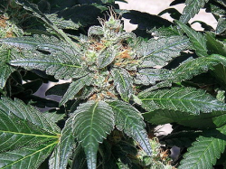 RED DIESEL - PAQUETE DE 10 UNIDADES FEMINIZADA - BARNEY'S FARM - SEMILLAS