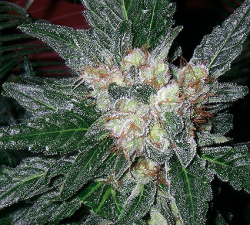 VIOLATOR KUSH - PAQUETE DE 10 UNIDADES FEMINIZADA - BARNEY'S FARM - SEMILLAS