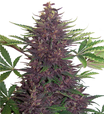 5 UND FEM - BUDDHA PURPLE KUSH - - BUDDHA SEEDS - SEMILLAS
