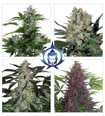 10 UND FEM - ASSORTED (AUTOFLORECIENTE) - - BUDDHA SEEDS - SEMILLAS