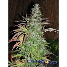 5 UND FEM - SUGARLOAF - - CANNABIOGEN - SEMILLAS