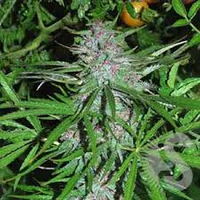 5 UND FEM - PANAMA - - CANNABIOGEN - SEMILLAS