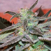 5 UND FEM - PANAMA DC - - CANNABIOGEN - SEMILLAS