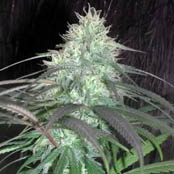 10 UND REG - NEPALI JAM - - CANNABIOGEN - SEMILLAS