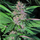 10 UND REG - PAKISTAN CHITRAL KUSH - - CANNABIOGEN - SEMILLAS