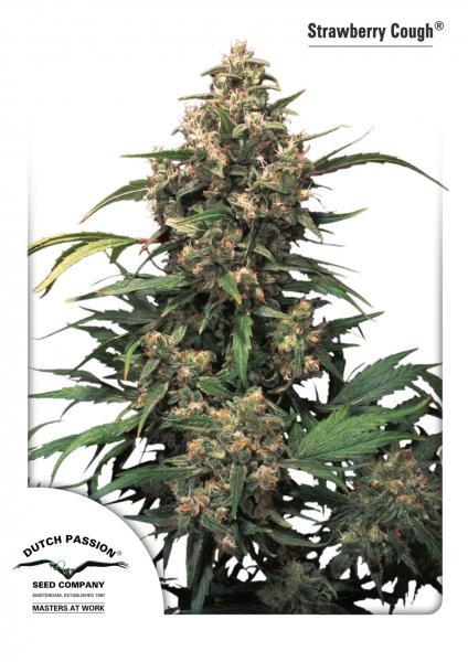 STRAWBERRY COUGH - PAQUETE DE 10 UNIDADES FEMINIZADA - DUTCH PASSION - SEMILLAS