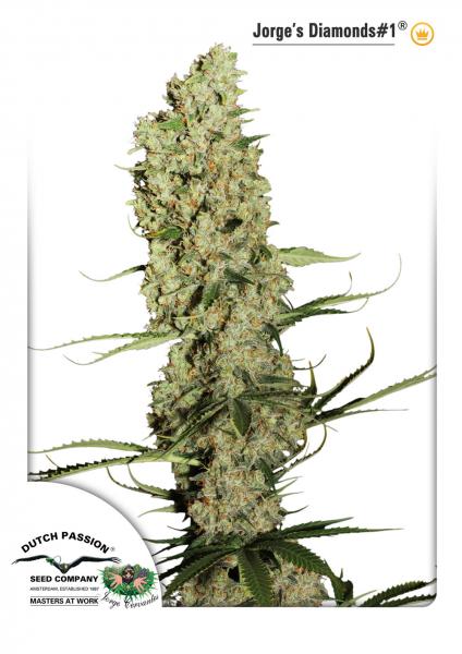 5 UND FEM - JORGE'S DIAMOND # 1 - - DUTCH PASSION - SEMILLAS