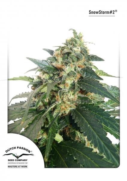 3 UND FEM - SNOWSTORM #2 (AUTOFLORECIENTE) - - DUTCH PASSION - SEMILLAS